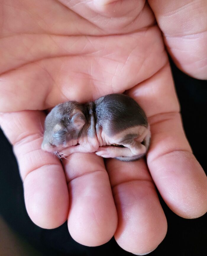 66 People Who Saved Animals And Gave Them A Second Chance At Life