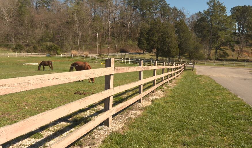 Horse Haven of Tennessee searching for owner after finding horse on the ...