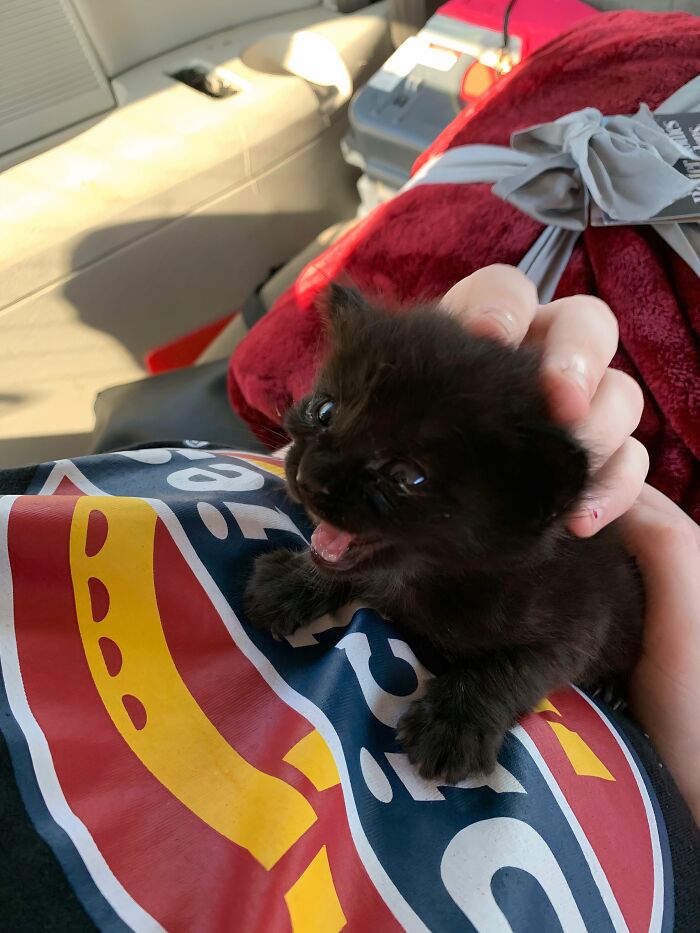 66 People Who Saved Animals And Gave Them A Second Chance At Life