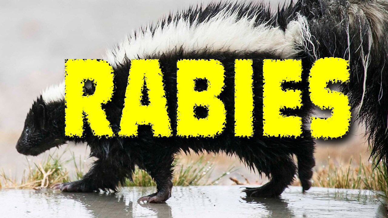 DPH: Person, horse exposed to rabies by skunks in Pickens County