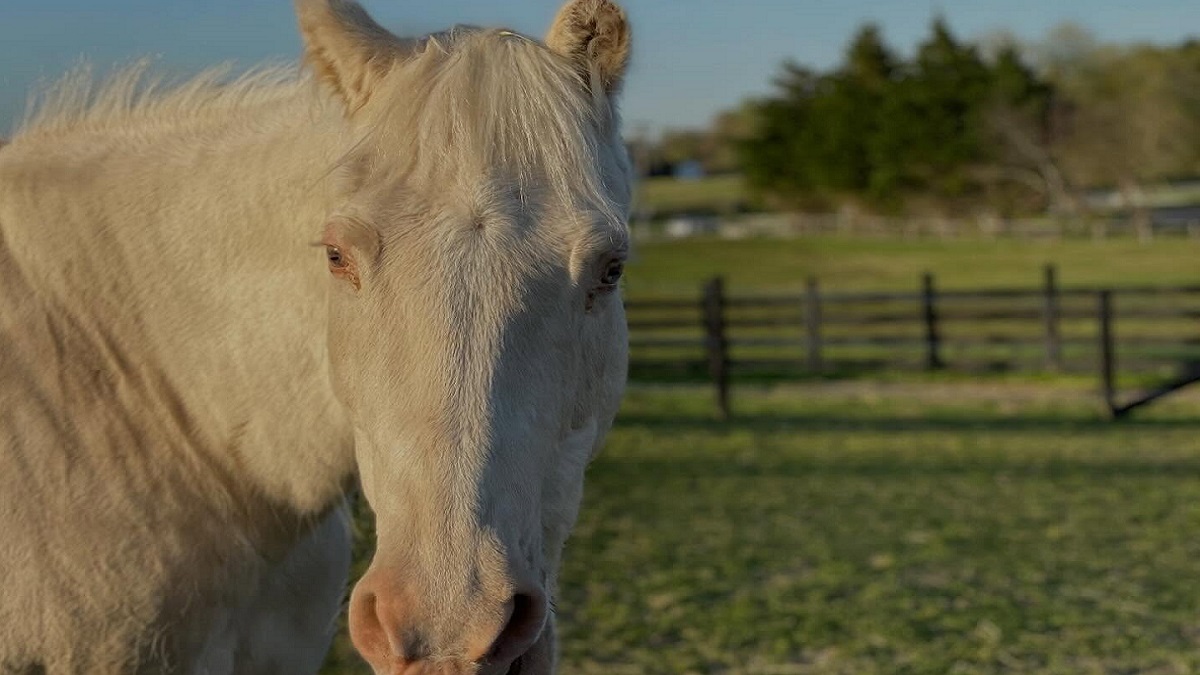 Freedom Hill Horse Rescue mourns passing of beloved Delilah, longtime ...