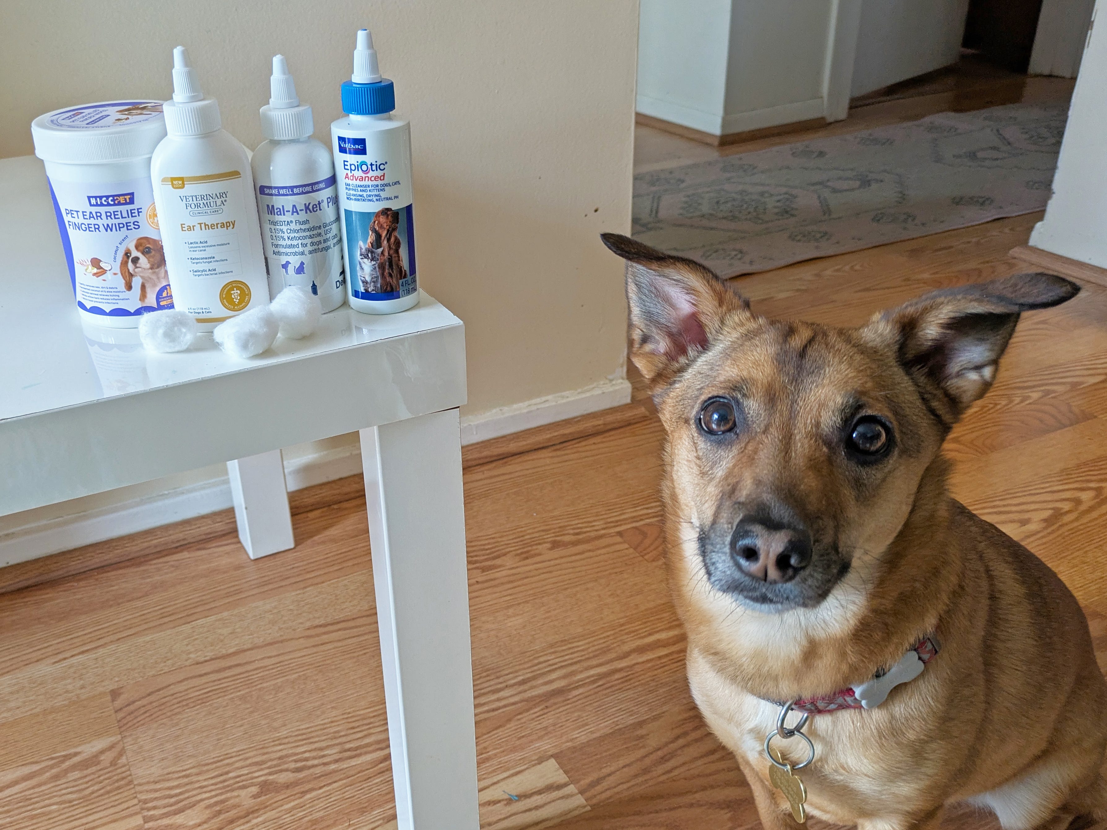 Best dog ear cleaners with veterinarian-approved ingredients