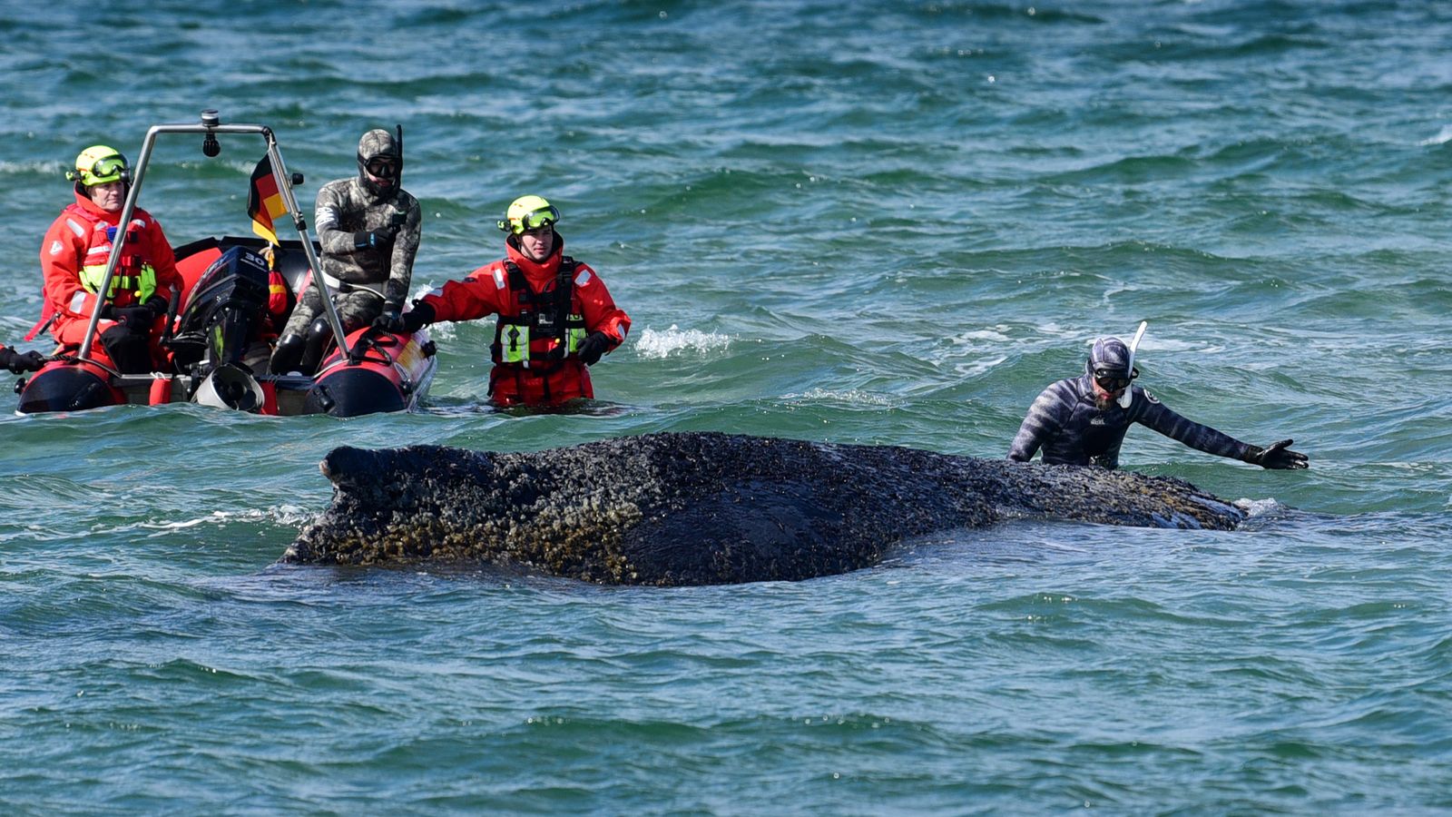 'Every minute counts' in stranded whale rescue attempt