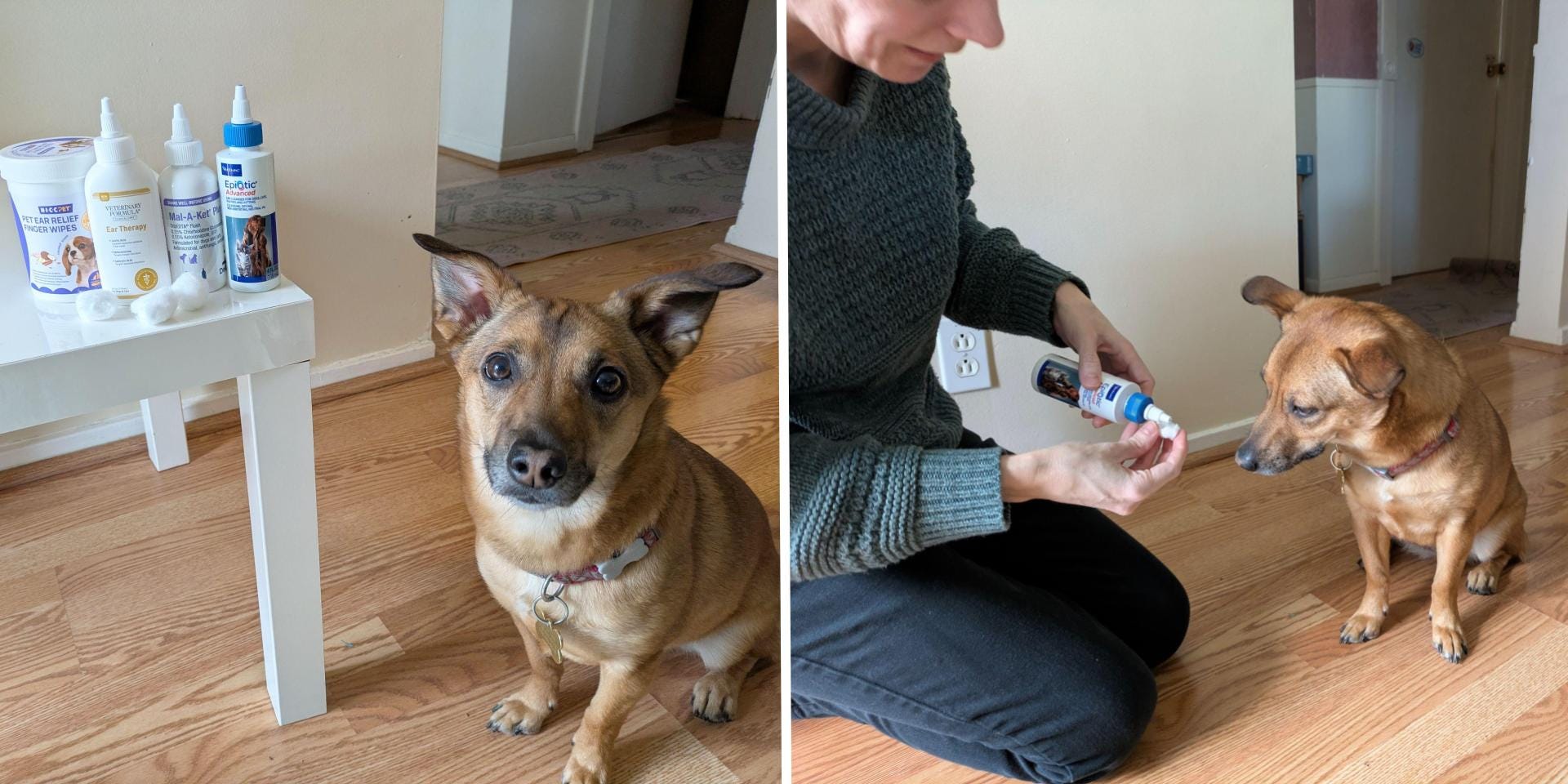 A side-by-side image of a small brown dog sitting on a wooden floor next to a table with pet ear-cleaning supplies on left, and on the right, a person kneeling and dispensing ear-cleaning solution onto a cotton pad while the dog looks on.