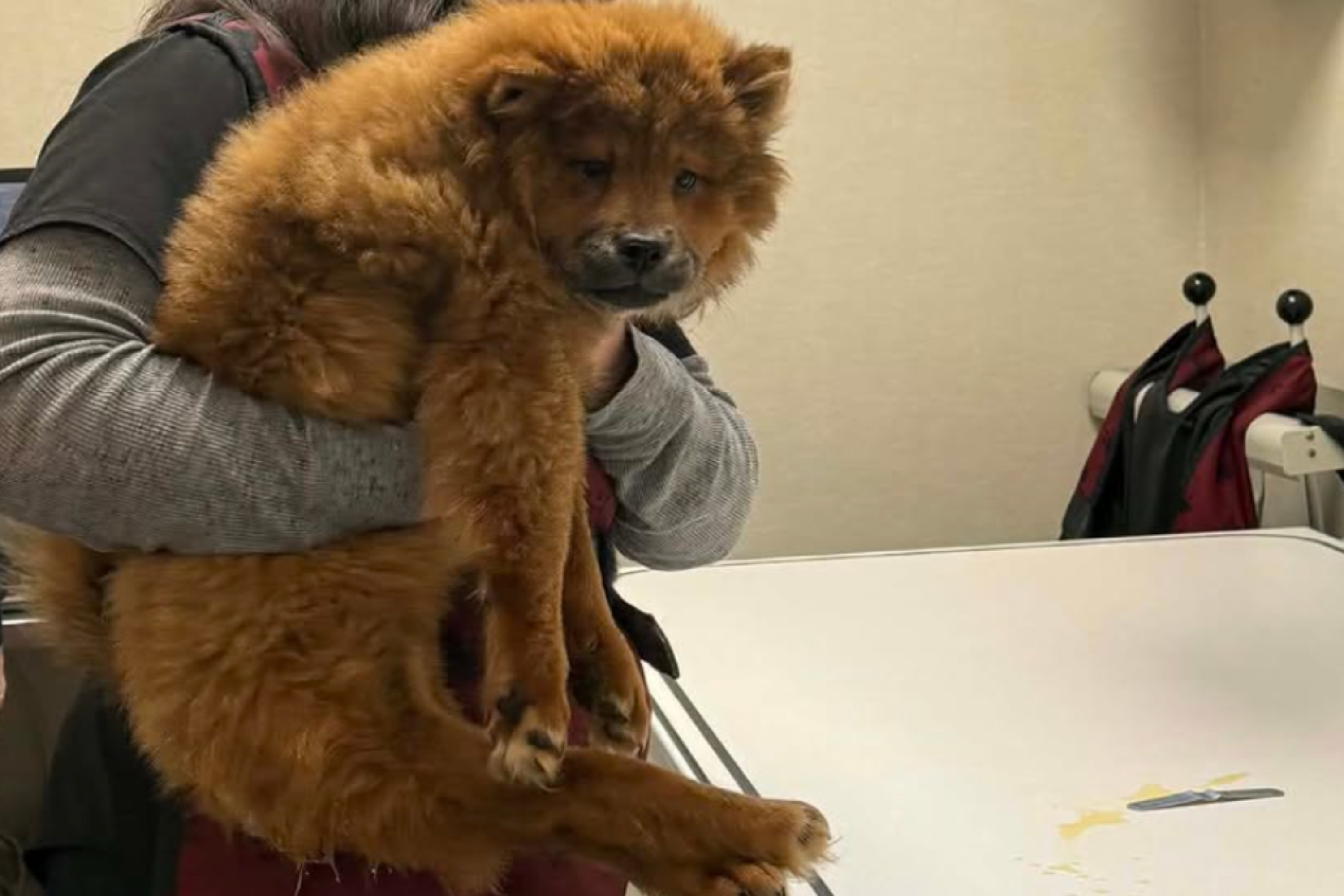 Puppy with two backwards legs breaks hearts — 