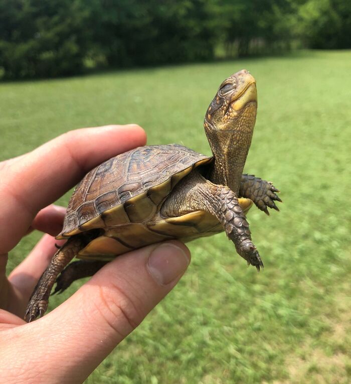 66 People Who Saved Animals And Gave Them A Second Chance At Life