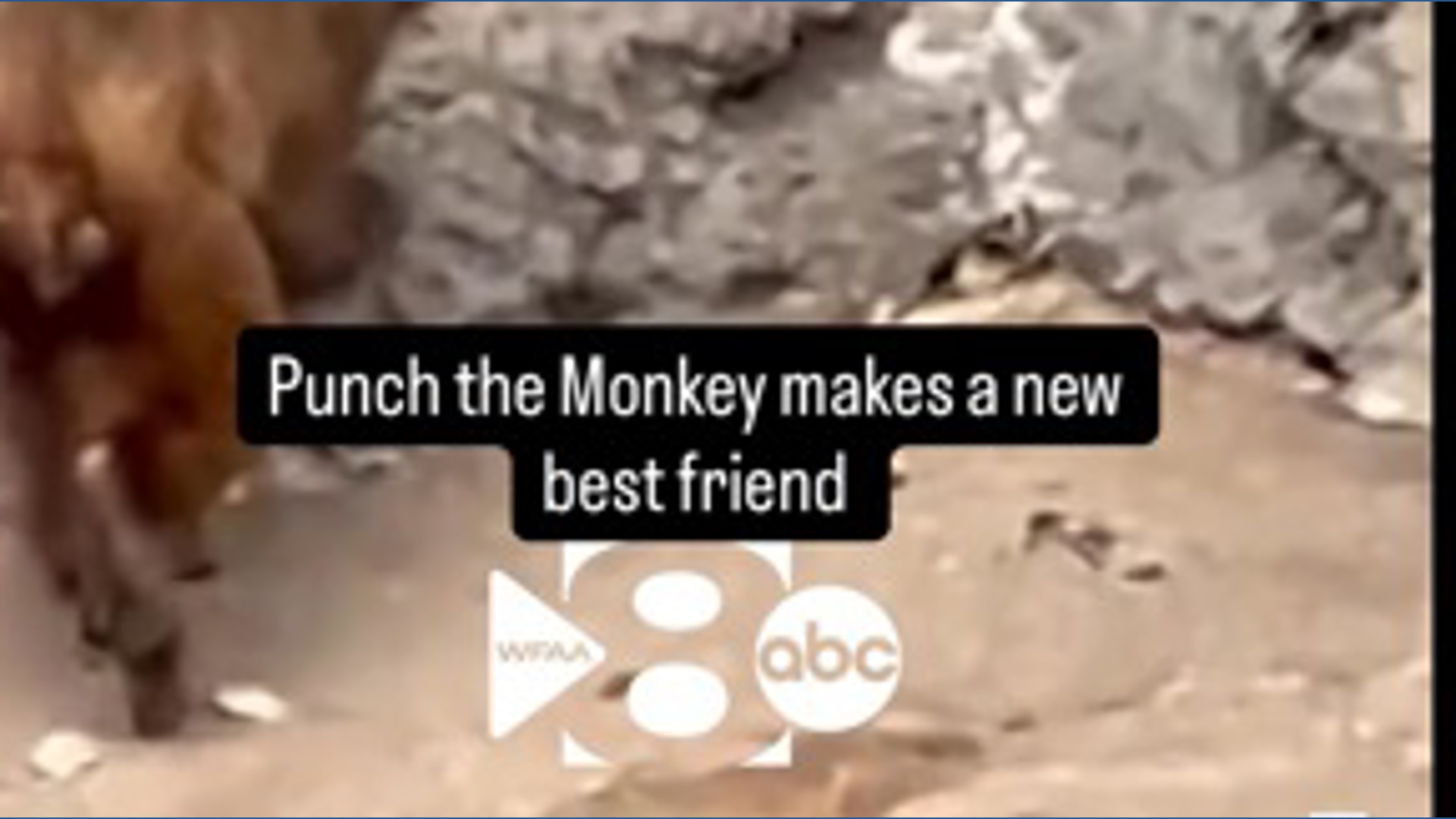 Punch the Monkey makes a new best friend