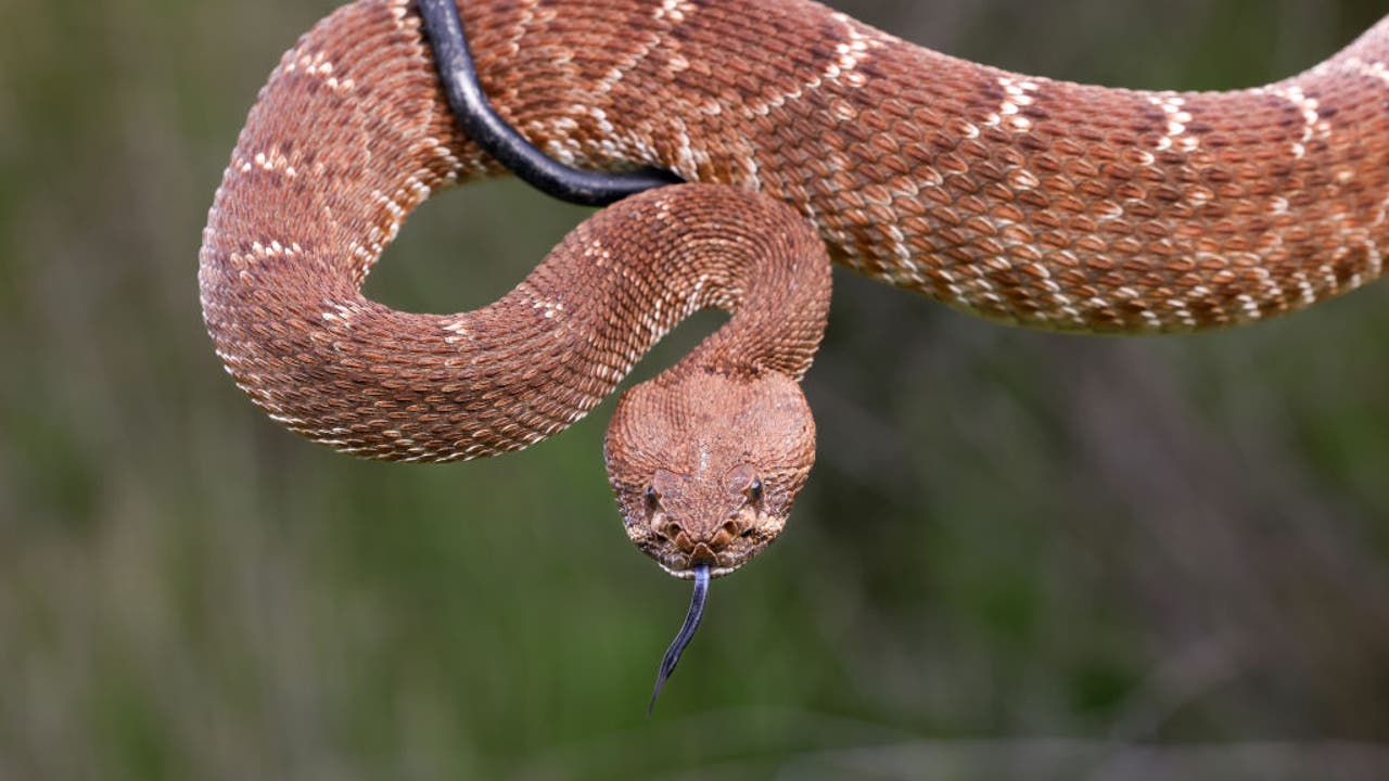 2nd rattlesnake bite death reported in Southern California amid early ...