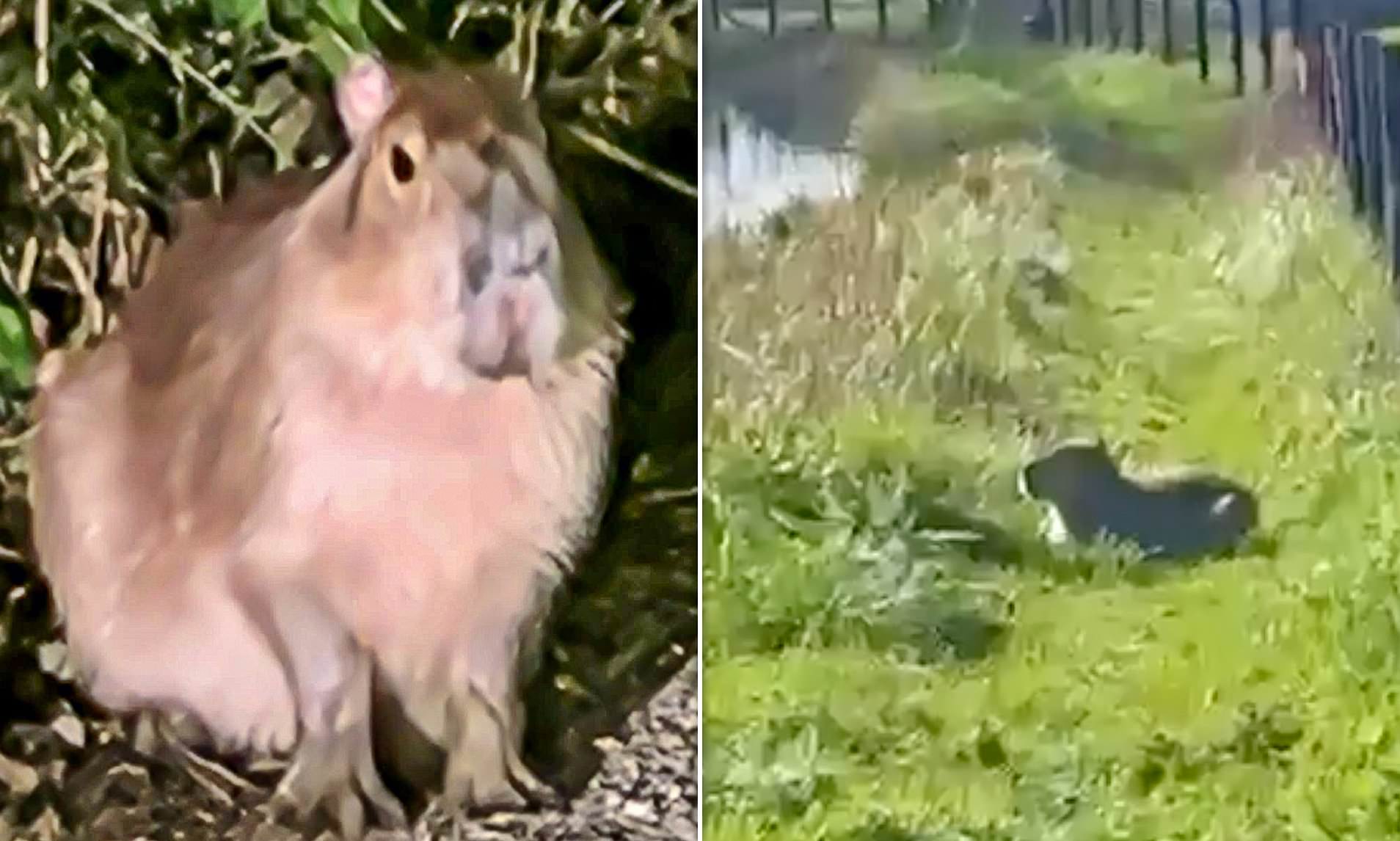 Zookeepers come up with tasty plan to catch escaped capybara after nine ...