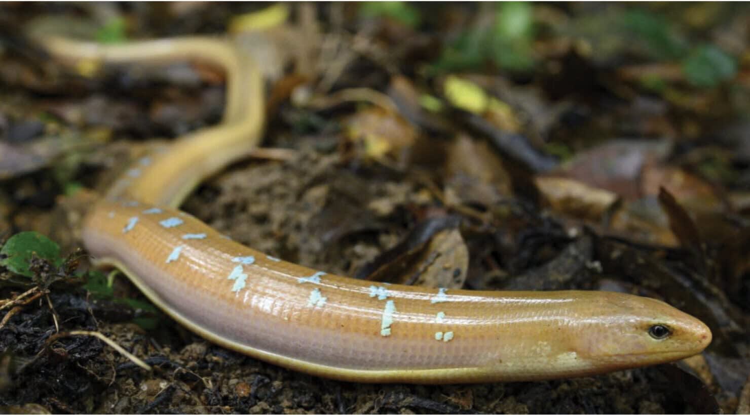 The hidden forest lizard that forced scientists to rethink reptile ...