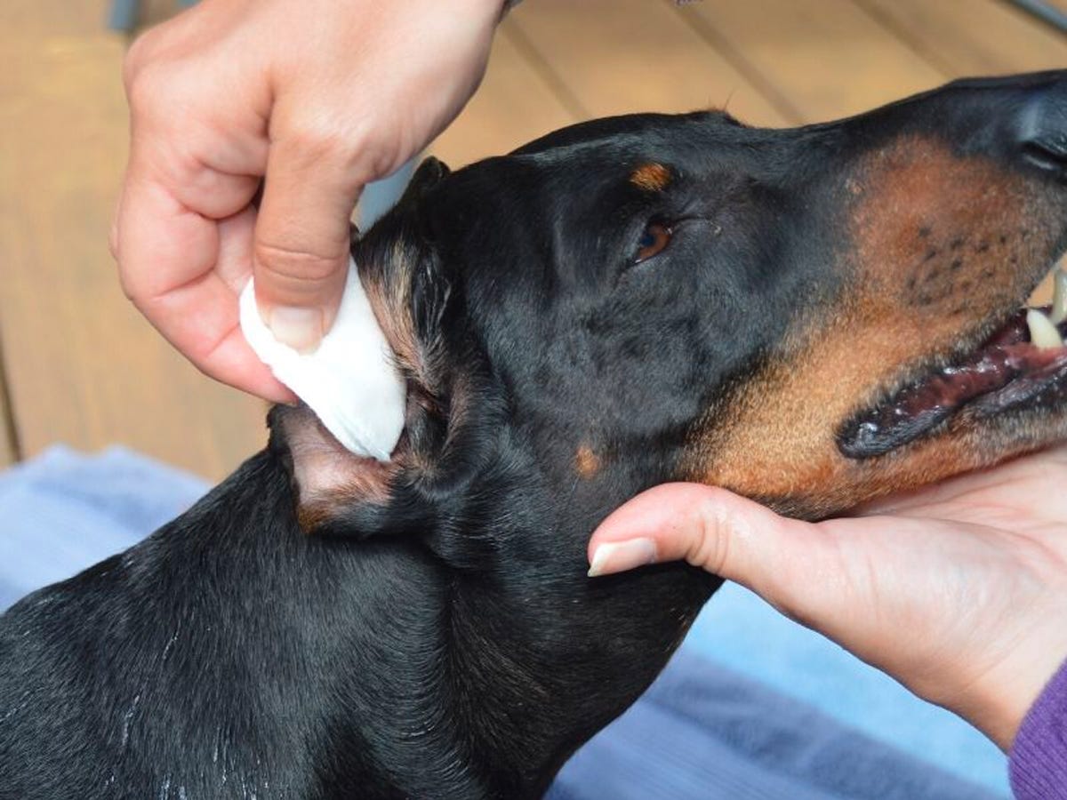 A person gently cleans a black-and-tan dog's ear with a cotton pad while supporting the dog's head.