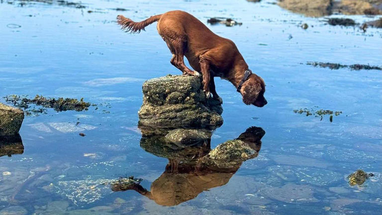 11-year-old wins prize with photo of dog stuck on rock that can't swim ...
