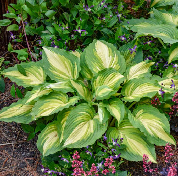 Top 10 hosta varieties to grow in your shade garden