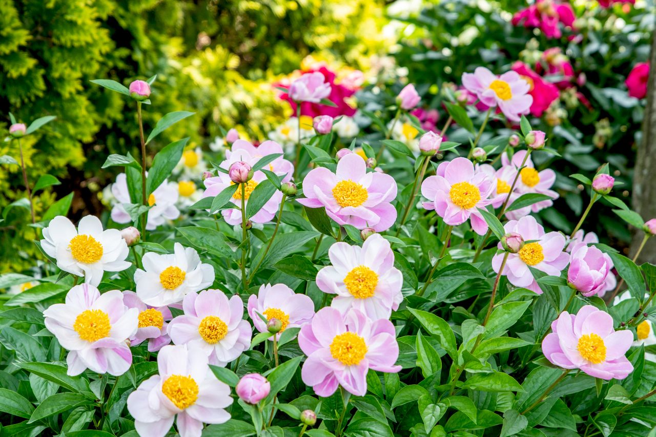 peonies