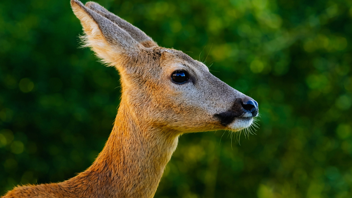 穏やかな自然の中で優雅に佇むシカの姿