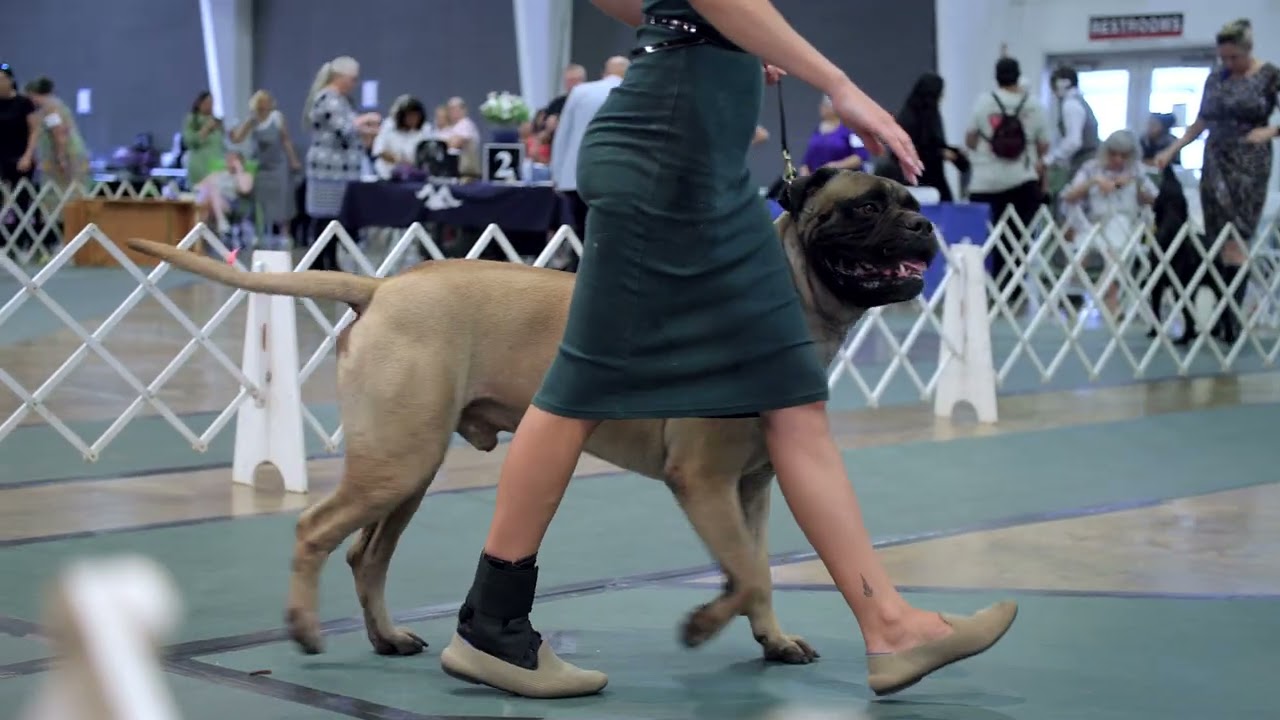Are bullmastiffs actually really soft dogs?