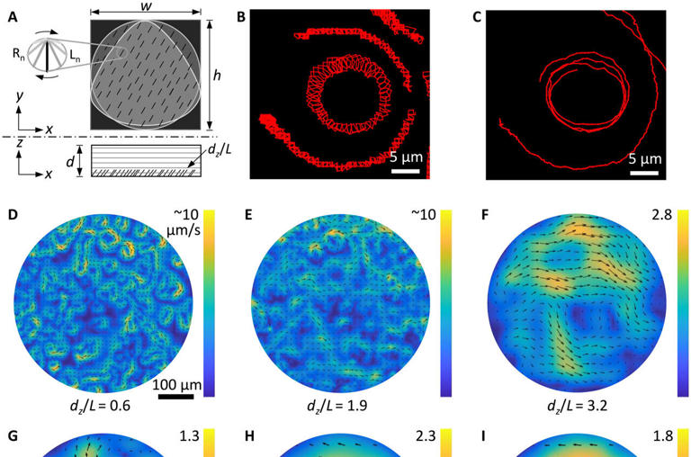 Tiny rotating hairs inside a microscopic cavity decide where your ...