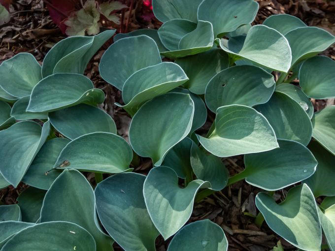 Top 10 hosta varieties to grow in your shade garden