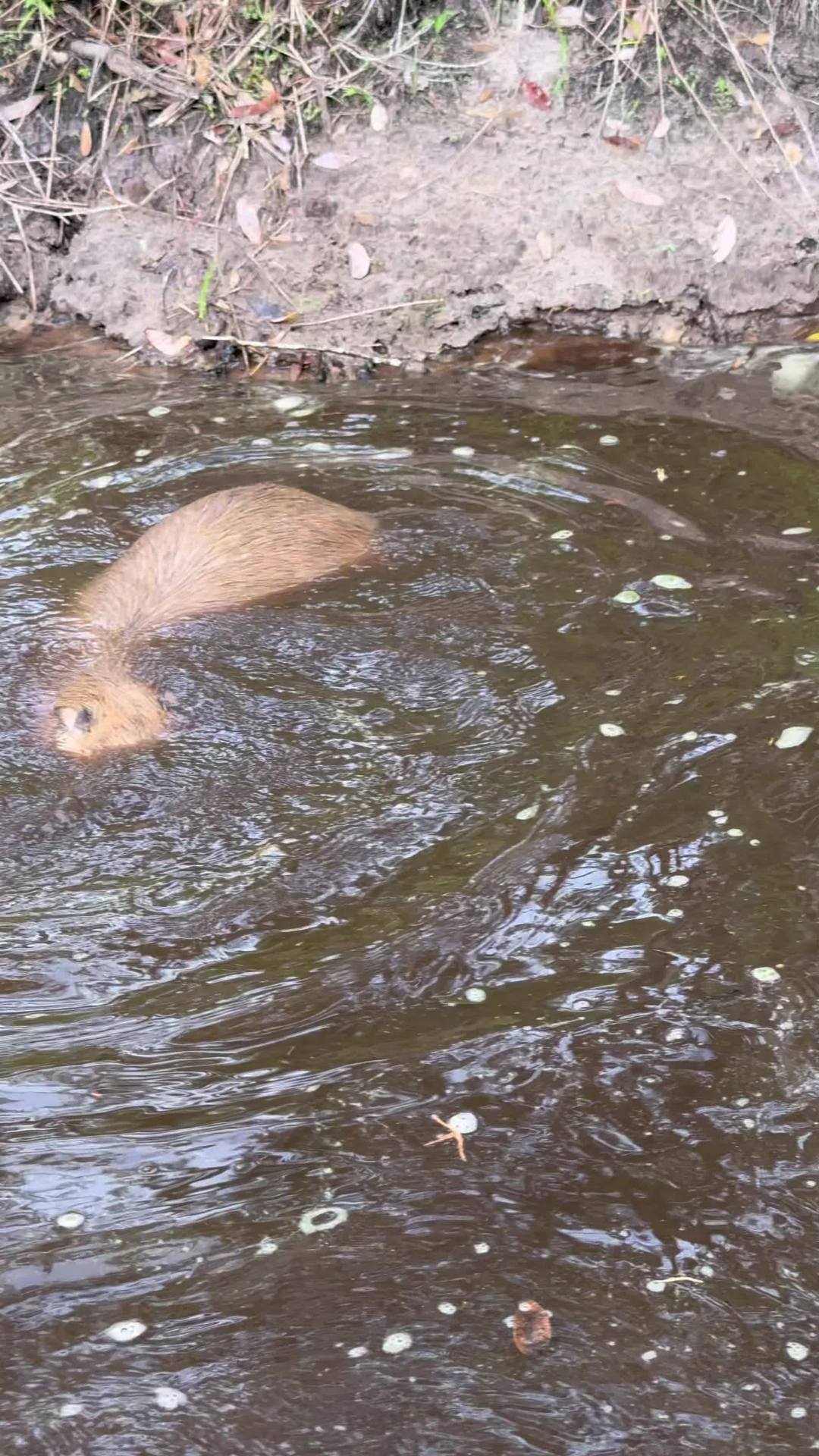 Capybara behavior tips: Why they enjoy mud so much