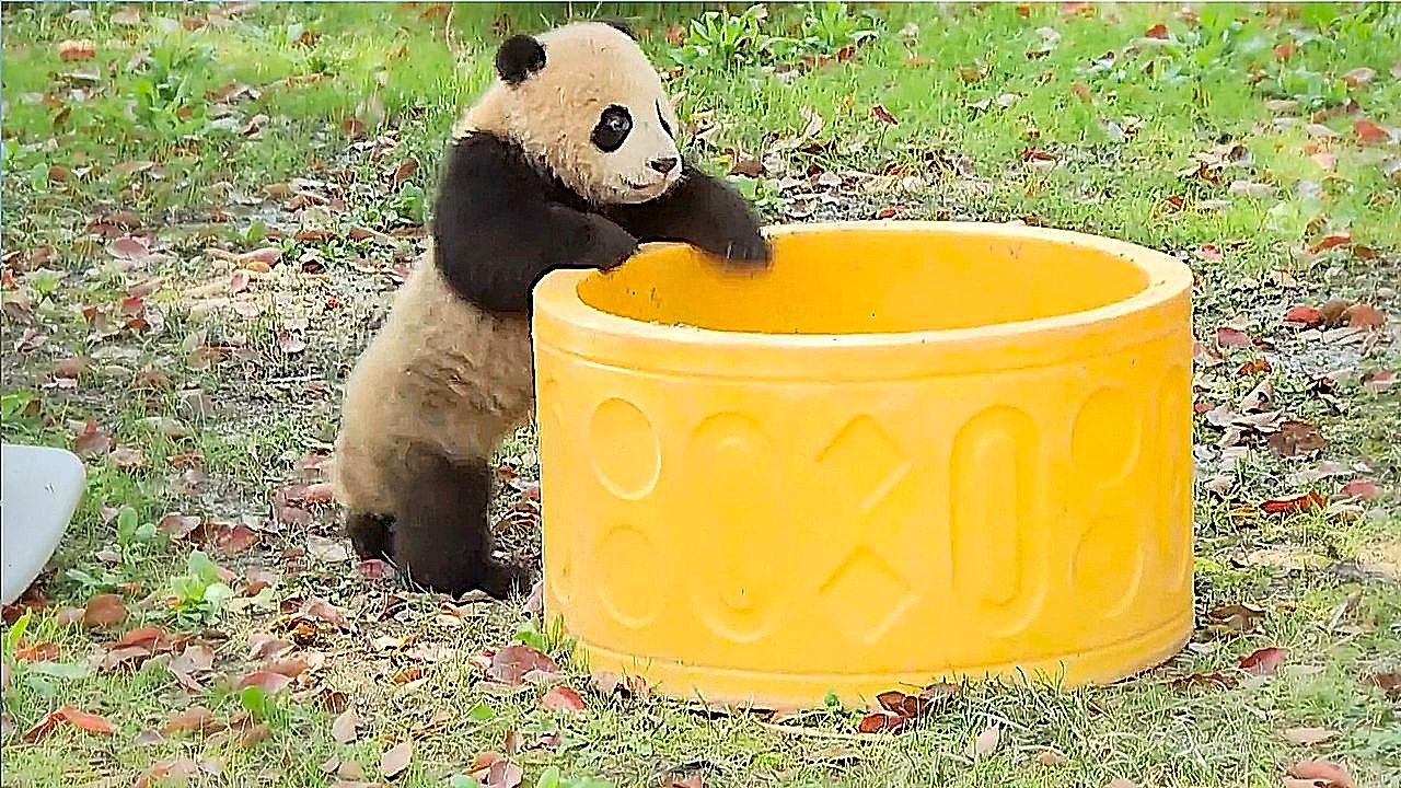 Panda twins make outdoor debut as growth milestone delights visitors