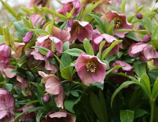 Lenten Roses