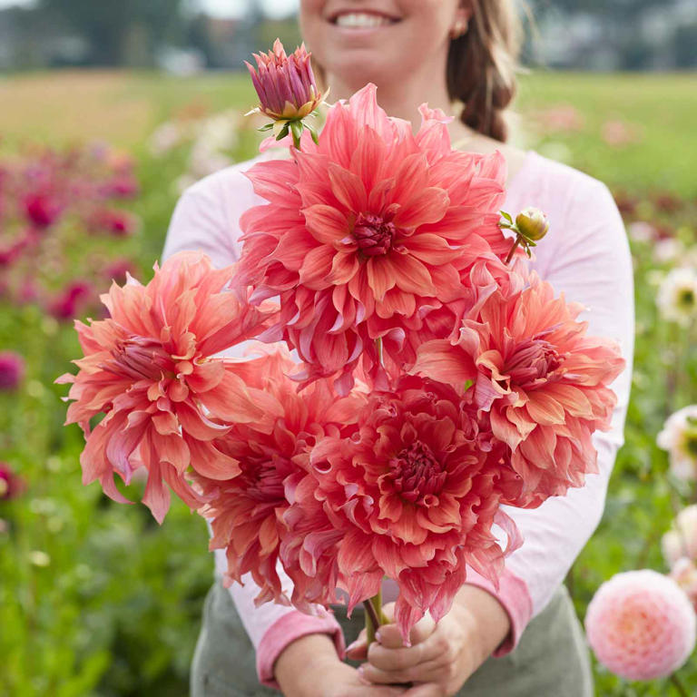 Best Place To Buy Dahlia Tubers Online