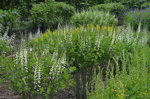 Baptisia Ivory Towers