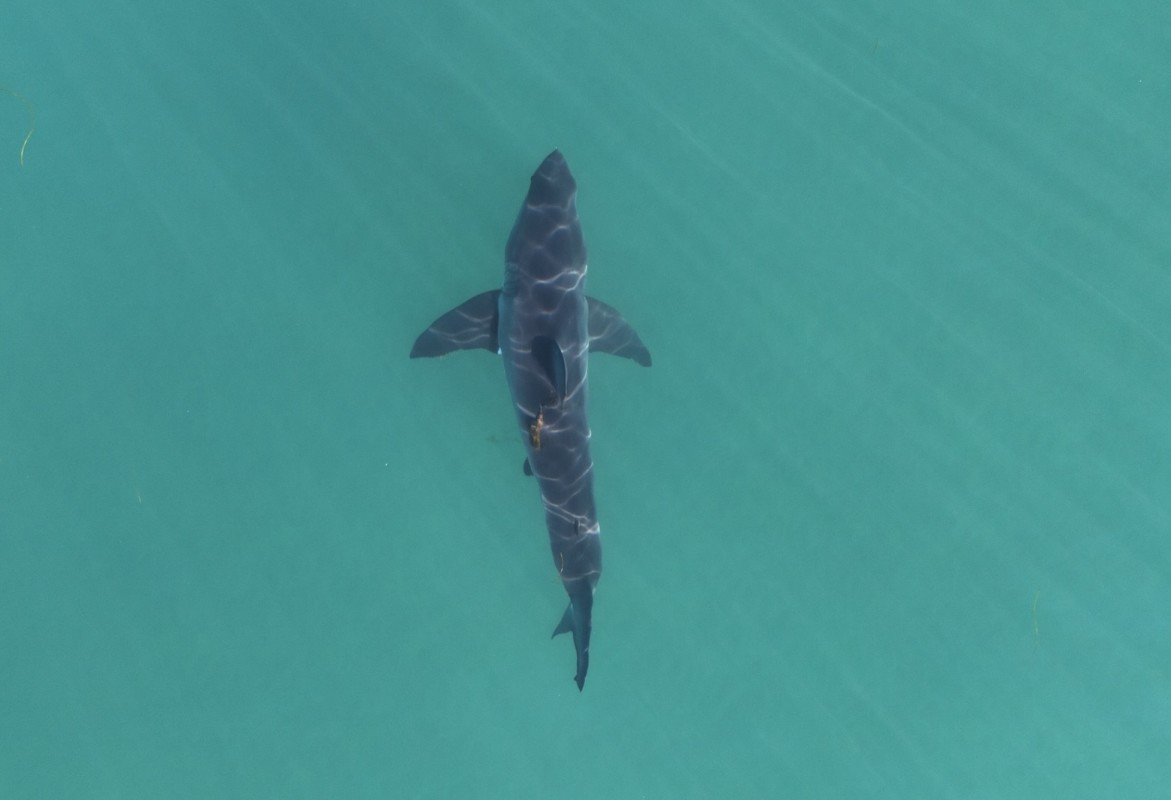 8-foot great white circles surfer in Newport Beach as lifeguards clear the lineup<br><br>