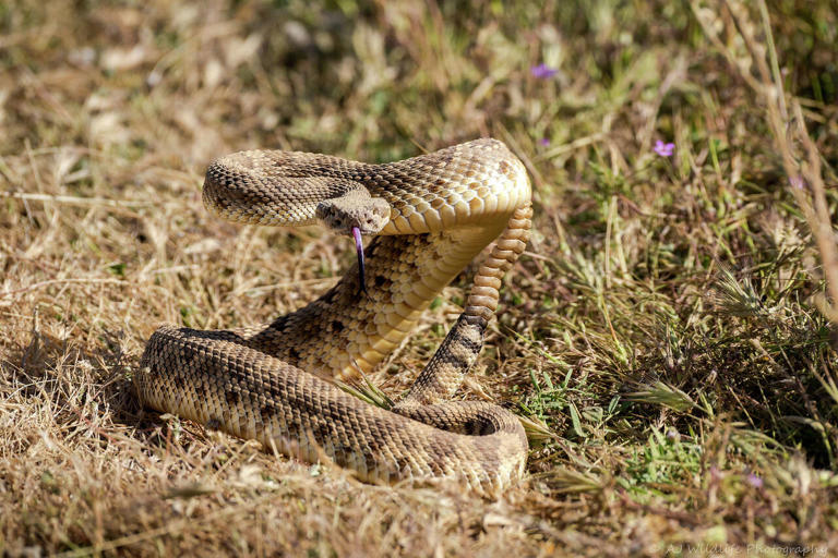Woman dies 5 days after helicopter rescue from rattlesnake bite on ...