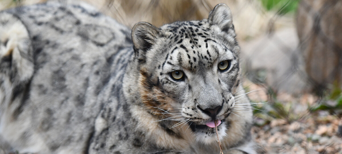 When one snow leopard can't reproduce, the whole species feels it