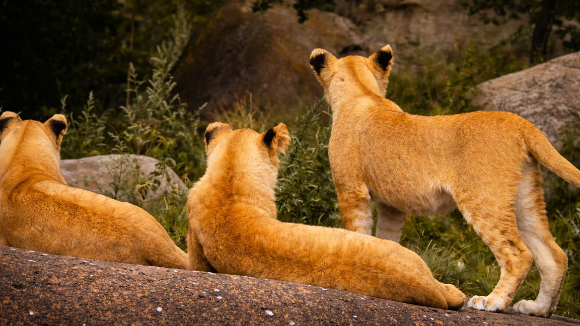 A quiet moment between lion cubs in the wild