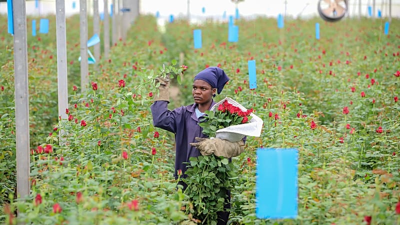 Kenya : la guerre au Moyen-Orient fait chuter les exportations de fleurs