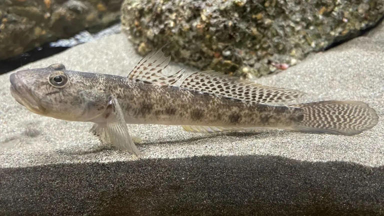 How does a goby fish climb waterfalls and survive against all odds?