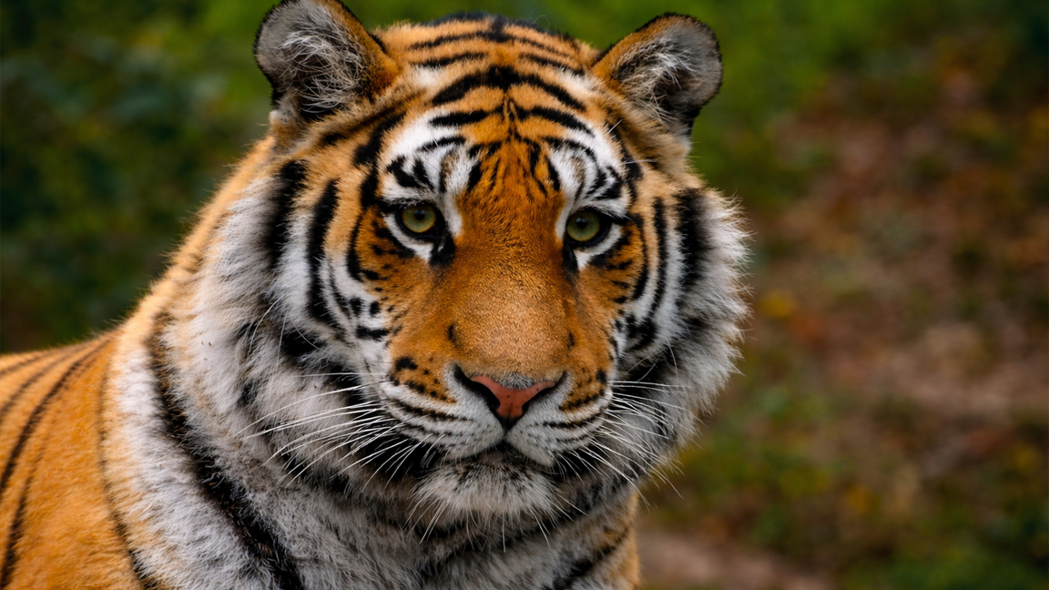 die-ruhige-aber-gef-hrliche-ausstrahlung-eines-wilden-tigers