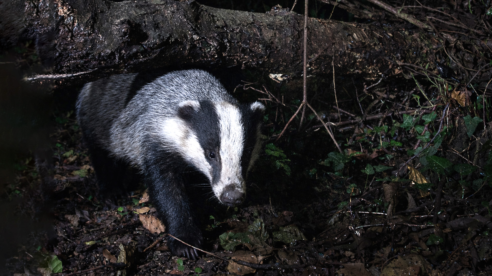 Documenting nature with a streamside camera trap