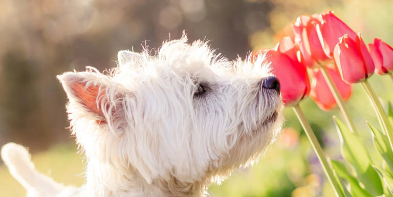 Own a dog? 3 toxic spring flowers to avoid – and the lookalikes to grow ...