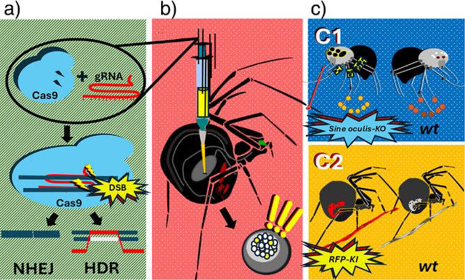 This spider is unlike any other, it’s the world’s first to spin red ...