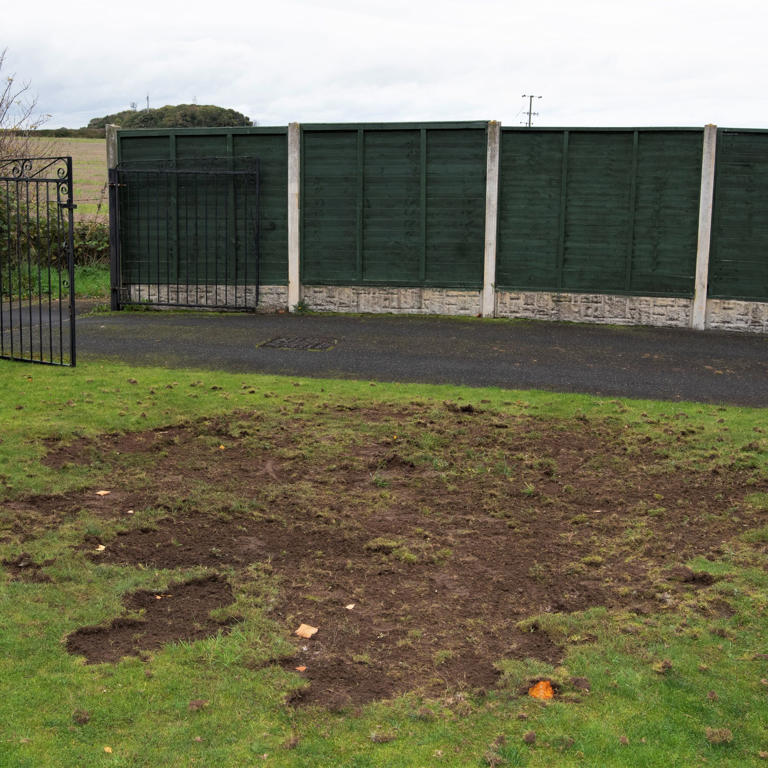 Are chafer grubs eating your lawn? 3 tell-tale signs that they’re ...