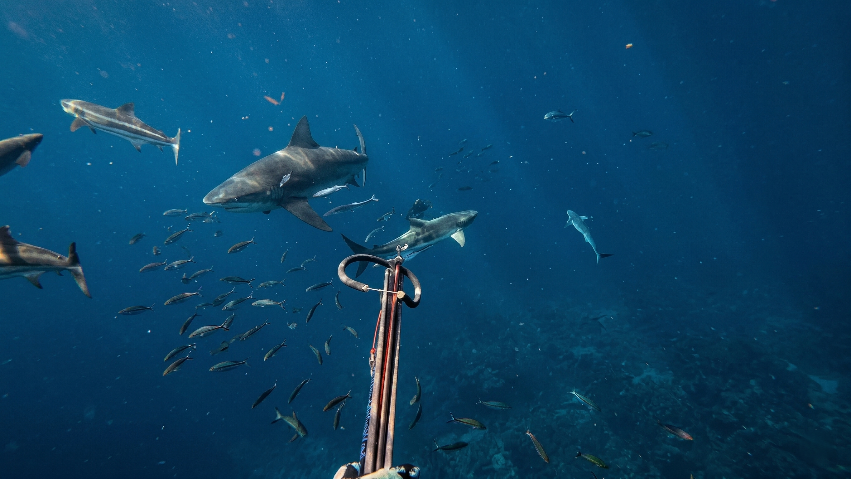Watch what happened when he shot a fish next to a massive shark