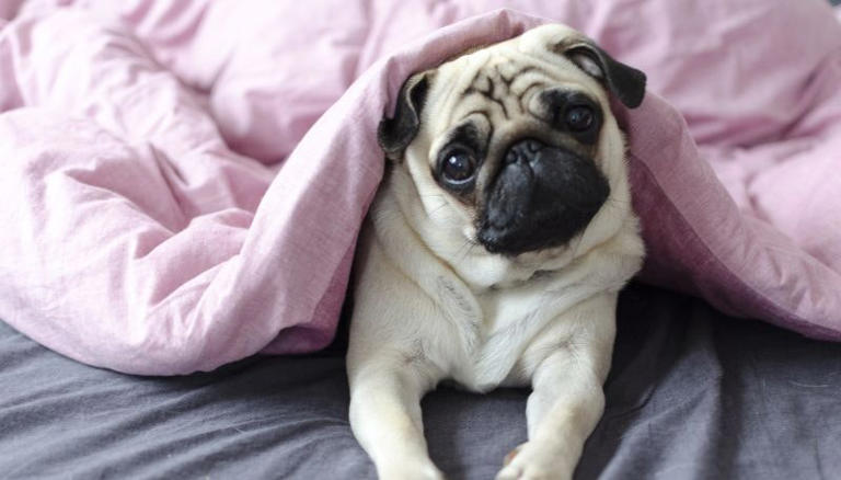 Is the clock change confusing your dog? Here’s how to help