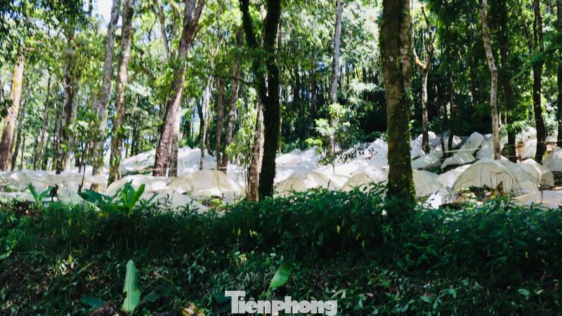 Mùa 'báu vật đại ngàn' thức giấc