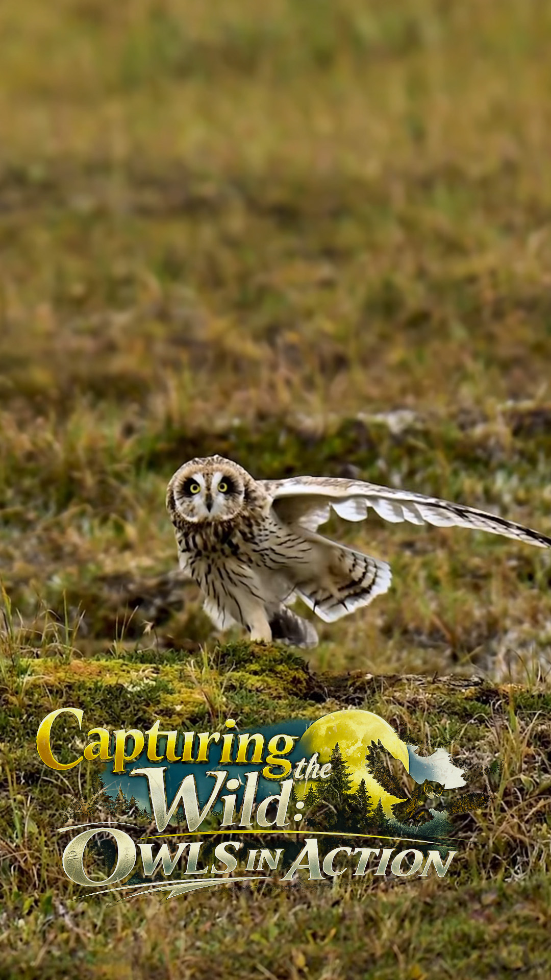 Capturing the wild: Owls in action, hidden predators & cinematic ...