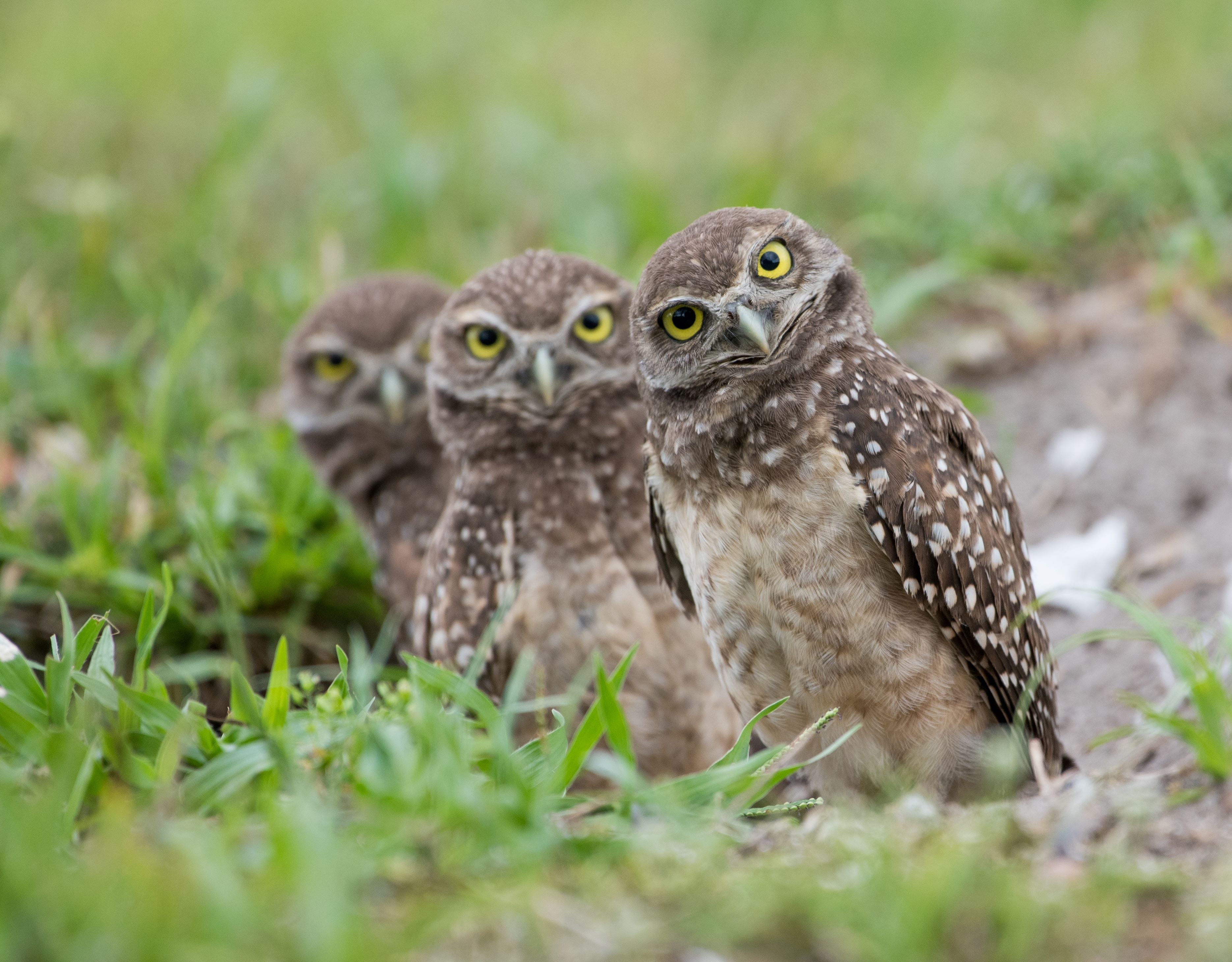 Florida’s burrowing owls are back! Get wise about living with them