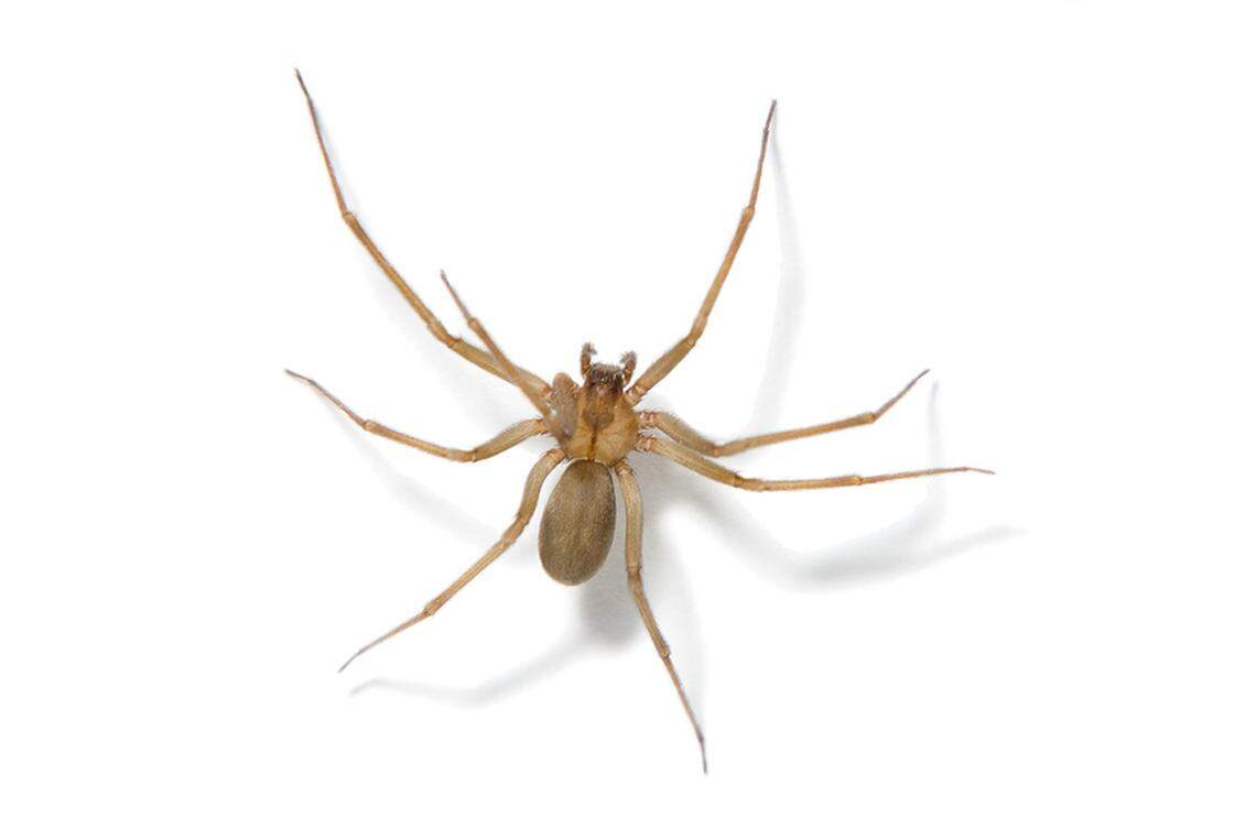 Dangerous spiders getting more active in MS as weather warms. Here's ...