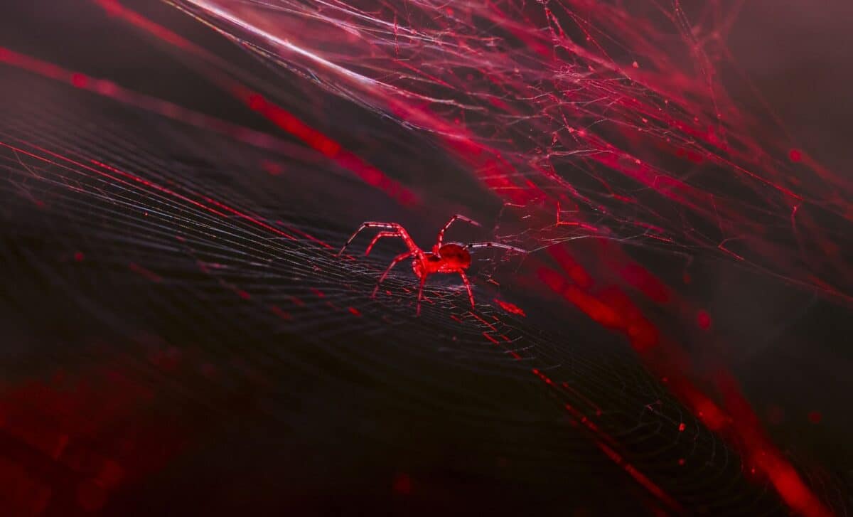 This spider is unlike any other, it’s the world’s first to spin red ...