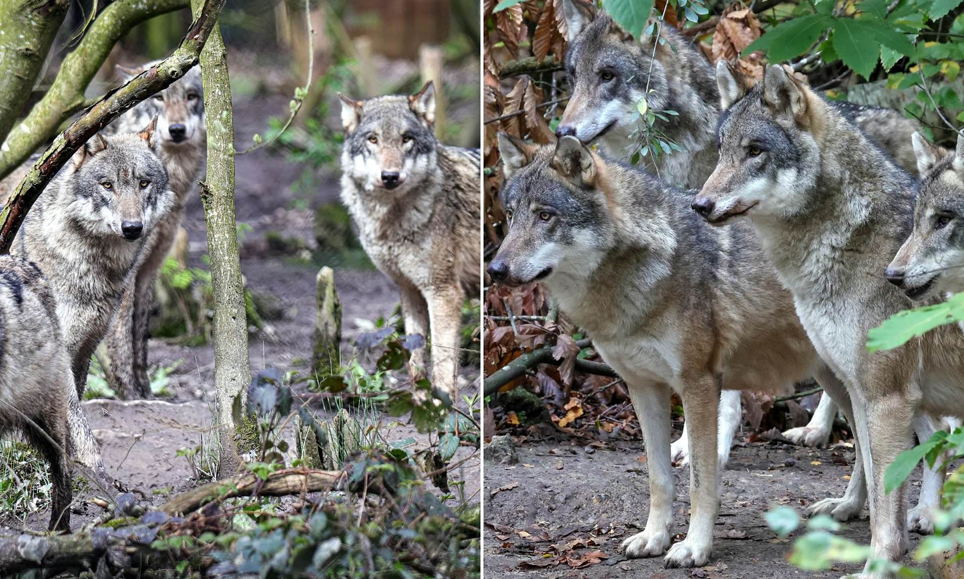 Boss of Kent wildlife park which put down entire wolf pack says they ...