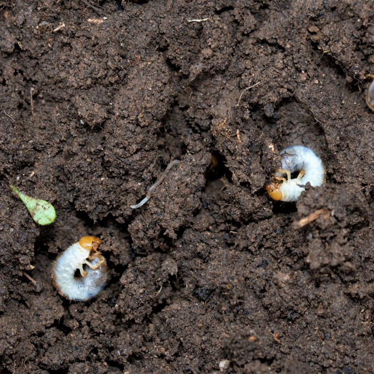 Are chafer grubs eating your lawn? 3 tell-tale signs that they’re ...