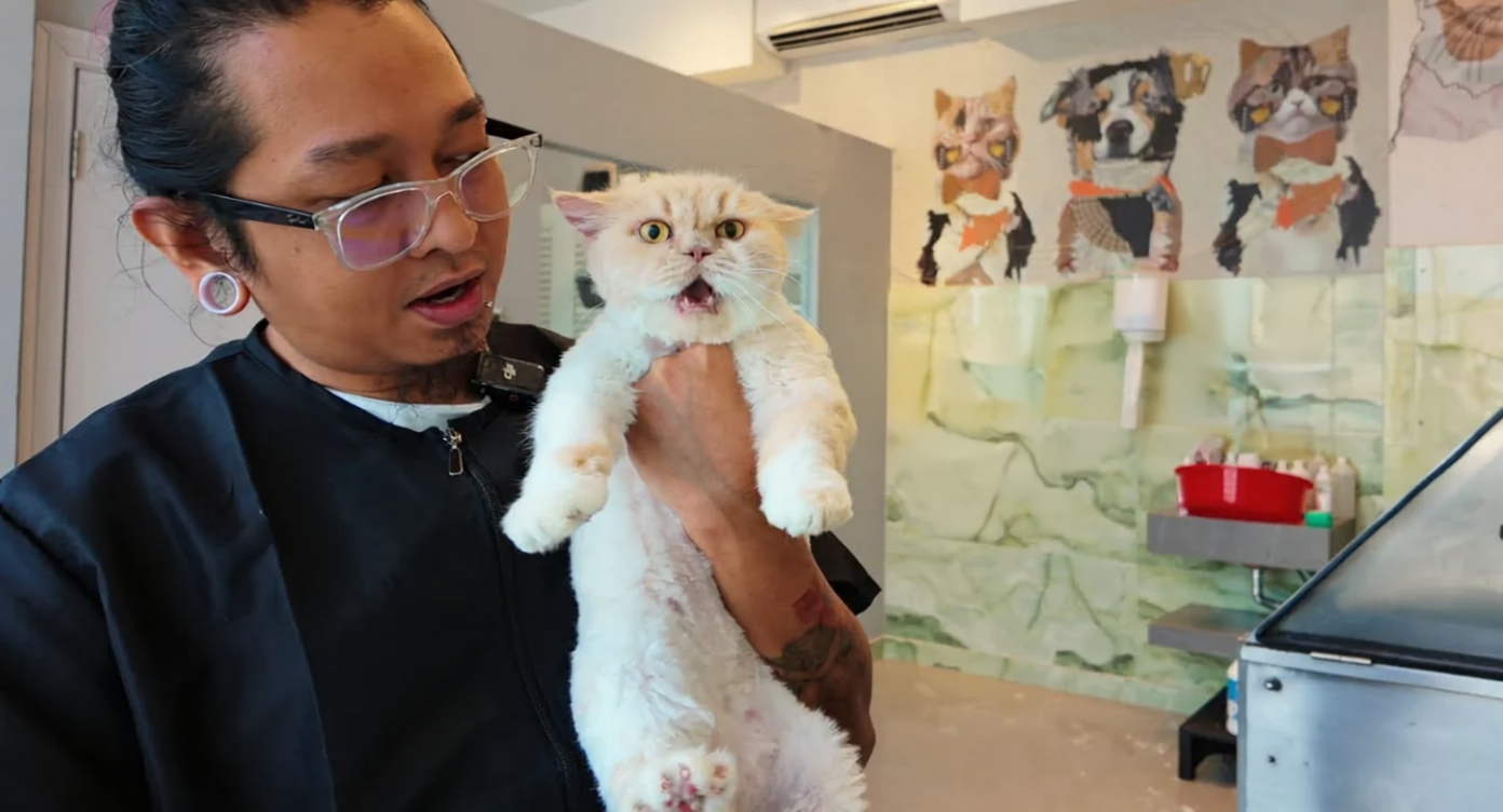 Sugar the cat’s grooming and care