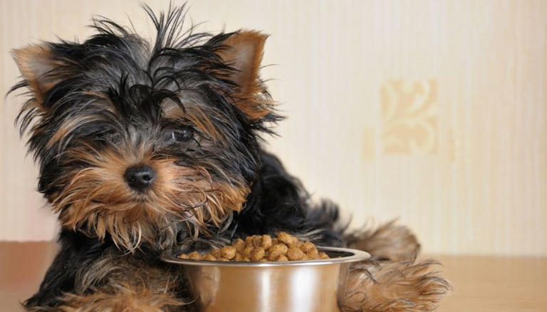 Is the clock change confusing your dog? Here’s how to help
