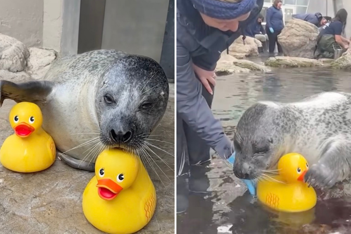 Reggae the seal loves hanging out with rubber ducks